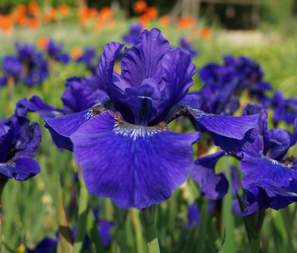 Iris sibirica 'Prussian Blue'