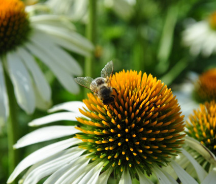 Echinacea purpurea 'Alba'