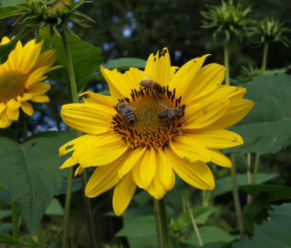 Helianthus decapetalus 'Triomphe de Gand'