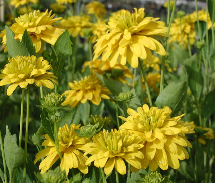 Rudbeckia laciniata 'Goldquelle'