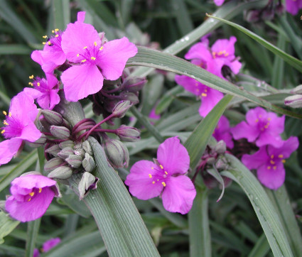 Tradescantia x andersoniana 'Concord Grape' 