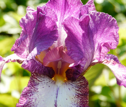 Iris barbata-elatior 'Autumn Encore'