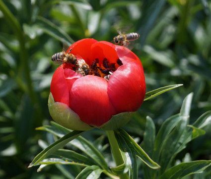Paeonia peregrina 'Otto Froebel' mit Bienen