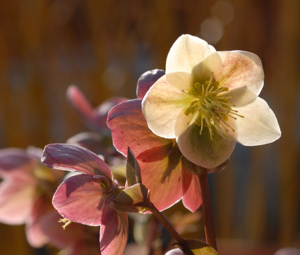 Helleborus