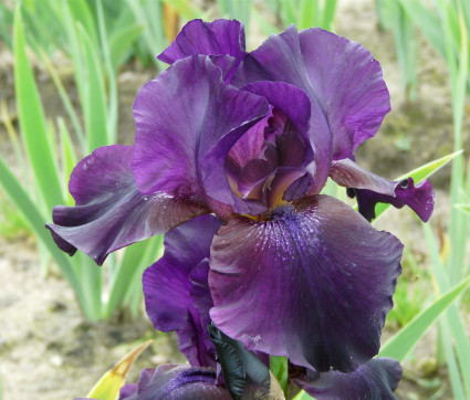 Iris barbata-elatior 'Superstition'