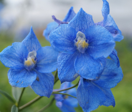 Delphinium Belladonna-Hybride 'Bunzlau'