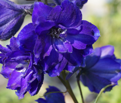 Delphinium Elatum-F1-Hybride 'Pagan Purples'