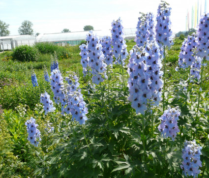 Delphinium Elatum-Hybride 'Merlin'