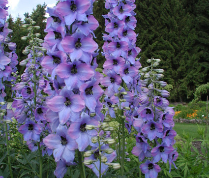 Delphinium Elatum-Hybride 'Ouvertüre'