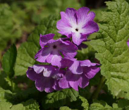 Primula sieboldii 'Sangoguko'