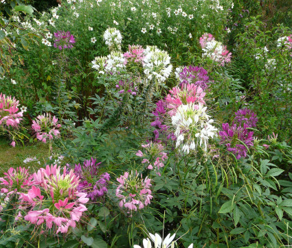 Cleome spinosa - Farbmischung – Spinnenblume