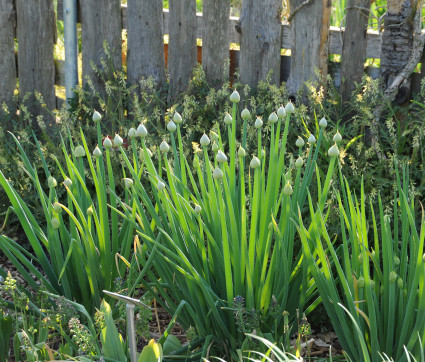 Allium Bauerngarten