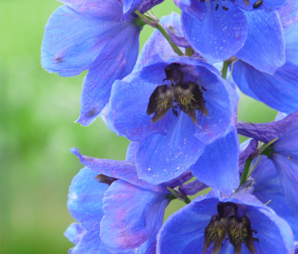 Delphinium Elatum-Hybride 'Janusz Korczak' 