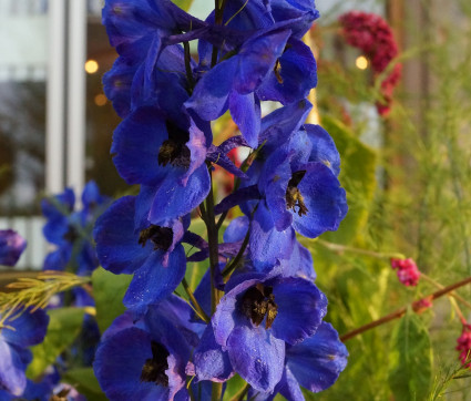 Delphinium Elatum-Hybride 'Janusz Korczak' 