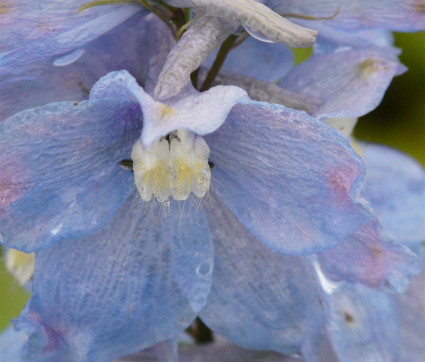 Delphinium Elatum-Hybride 'Augenweide'