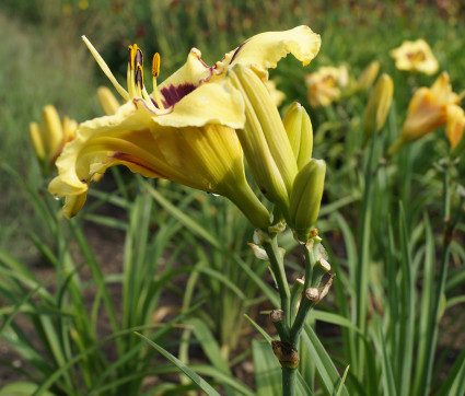 Hemerocallis Hybride 'El Desperado' 