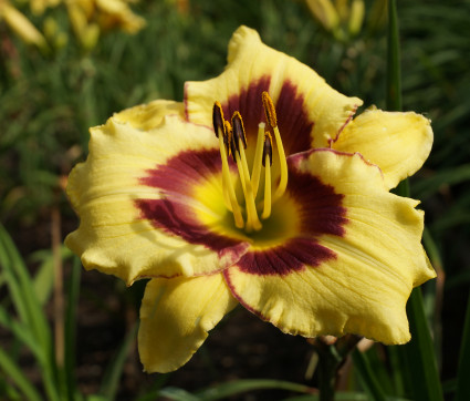 Hemerocallis Hybride 'El Desperado' 