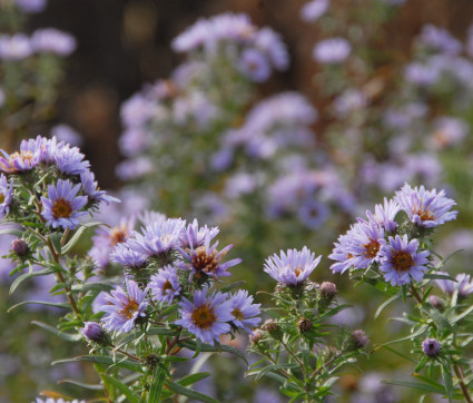 Aster x amethystinus 'Freiburg' – Kleinblütige Herbst-Aster