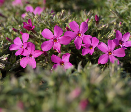 Phlox douglasii 'Crackerjack' – Polster-Phlox