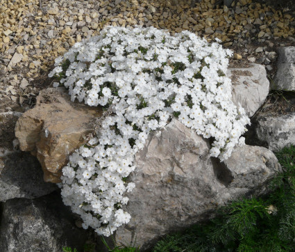 Phlox douglasii 'White Admiral' – Polster-Phlox