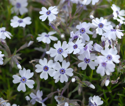 Phlox subulata 'Bavaria' – Polster-Phlox