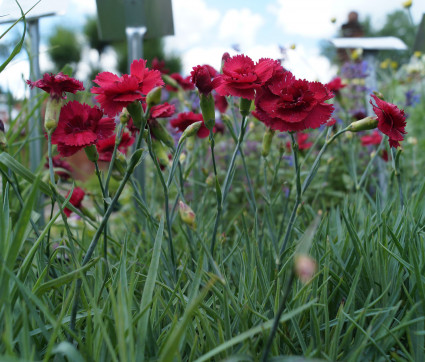 Dianthus plumarius 'Munot' – Feder-Nelke