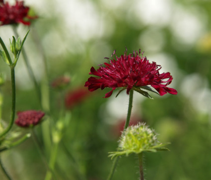 Knautia macedonica 'Mars Midget' – Kleine Purpur-Witwenblume