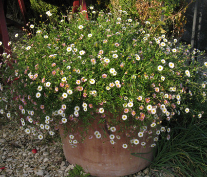 Erigeron karvinskianus 'Blütenmeer' – Spanisches Gänseblümchen