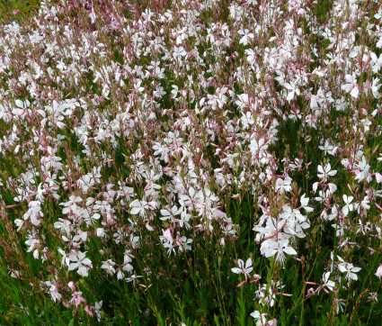 Gaura lindheimeri 'Whirling Butterflies' – Prachtkerze