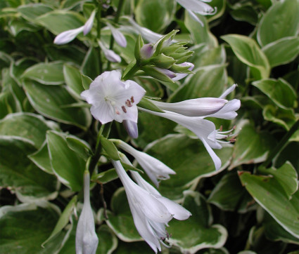 Hosta Hybride 'Kleiner Schelm' – Zwerg-Funkie