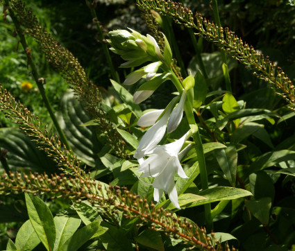 Hosta Plantaginea-Hybride 'Royal Standard' – Lilien-Funkie