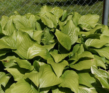 Hosta Plantaginea-Hybride 'Royal Standard' – Lilien-Funkie