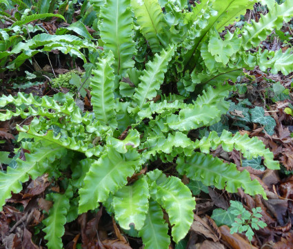 Asplenium scolopendrium 'Crispa'