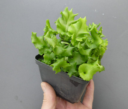 Asplenium scolopendrium 'Crispa' – Vermehrung