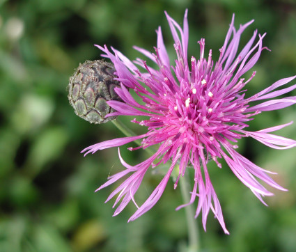 Centaurea scabiosa