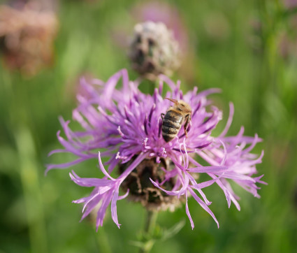 Centaurea scabiosa