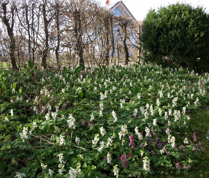 Corydalis cava