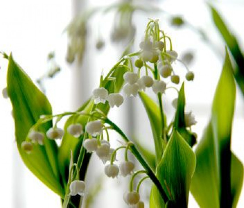 Convallaria majalis