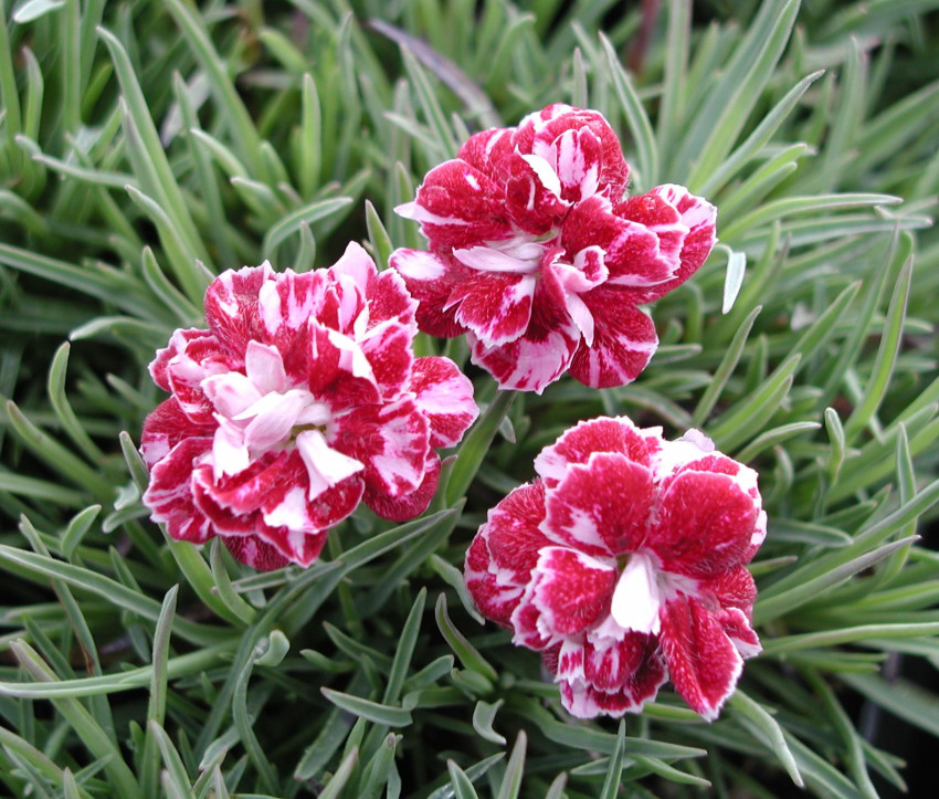 Dianthus gratianopolitanus ‘Whatfield Gem’