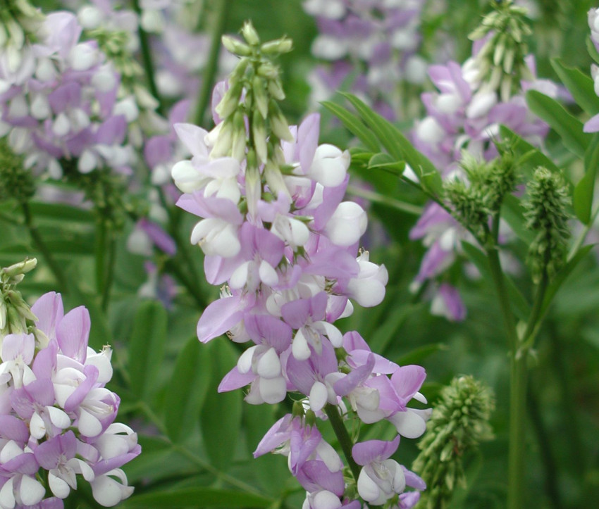 Galega x hartlandii 'His Majesty'