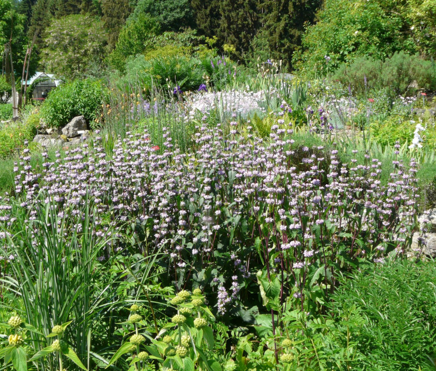 Phlomis tuberosa