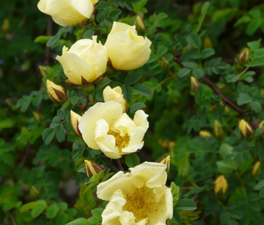 Rosa hugonis