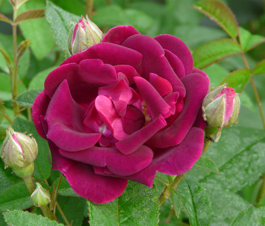 Rosa gallica &#039;Tuscany&#039;