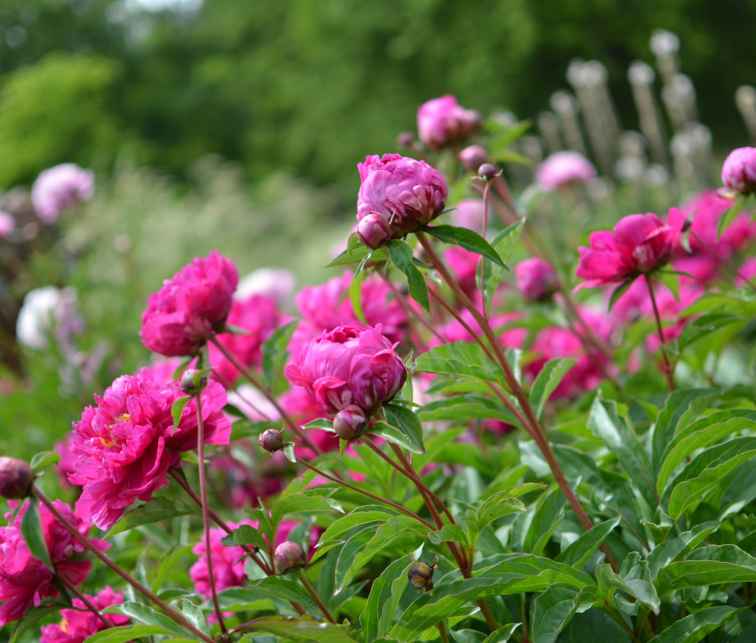 Paeonia lactiflora &#039;Bunker Hill&#039;