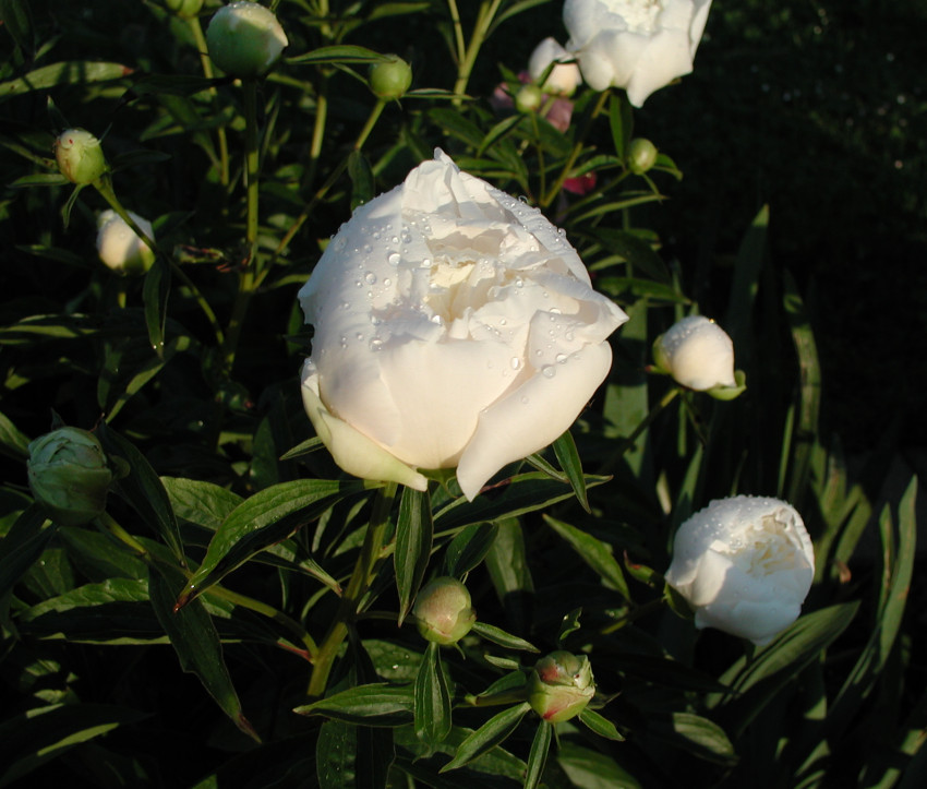 Paeonia officinalis 'Alba Plena'