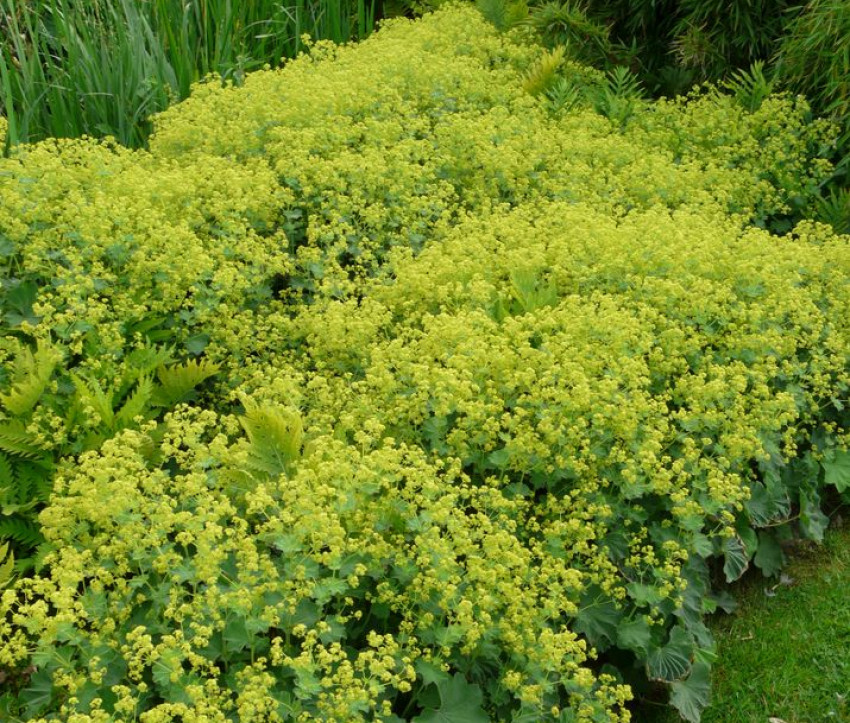 Alchemilla mollis