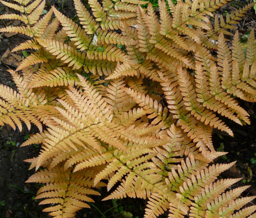 Dryopteris erythrosora