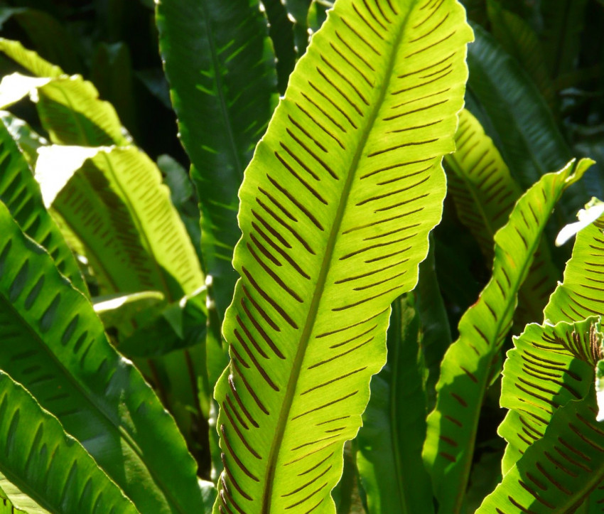 Phyllitis scolopendrium