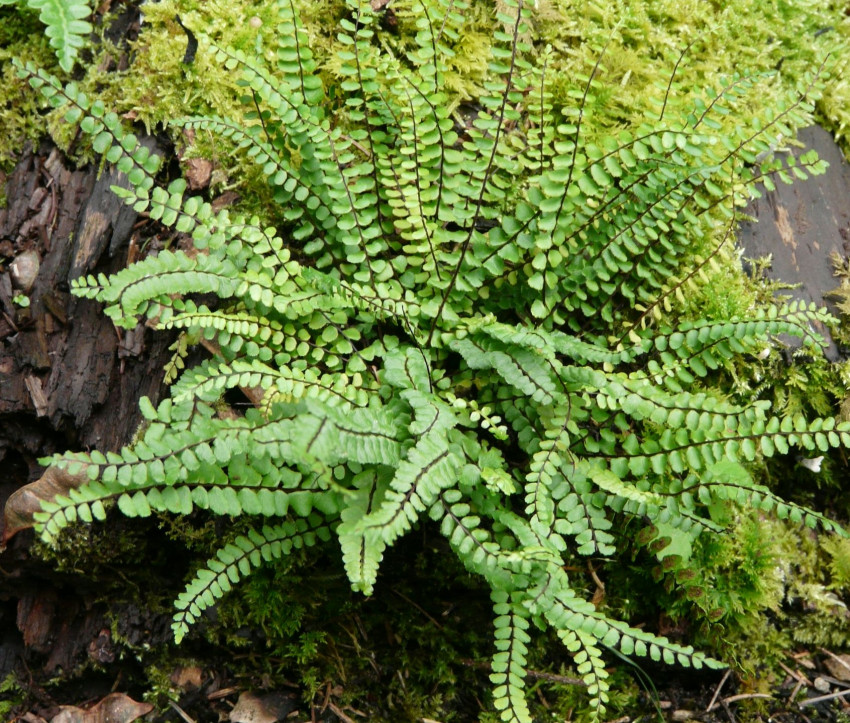 Asplenium trichomanes