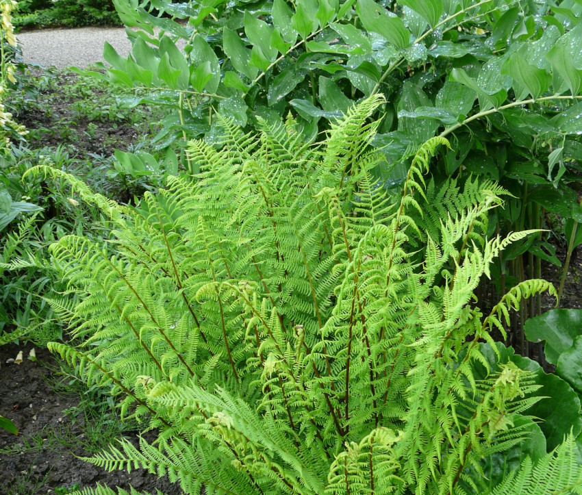 Athyrium filix-femina